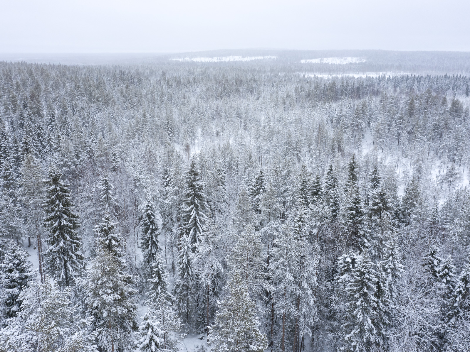Old_pine_husky_lodge_lapponia_finlandia-19