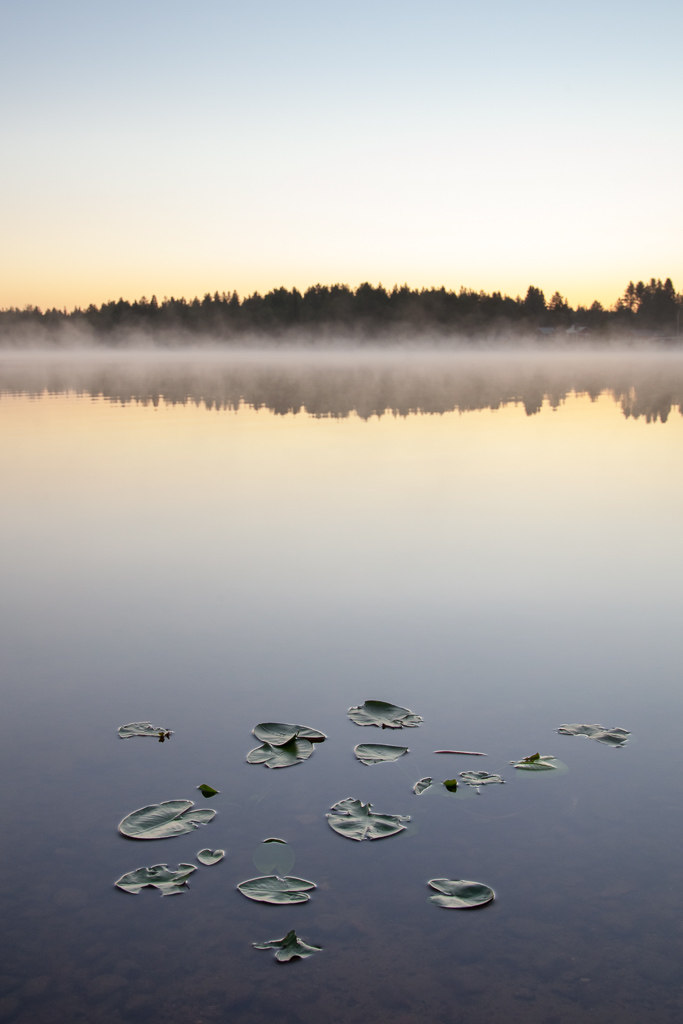 Viaggi di Gruppo  IMG_9918 2-7 Giugno 2021. Il risveglio della Natura. BioWatching in Lapponia (Svezia)