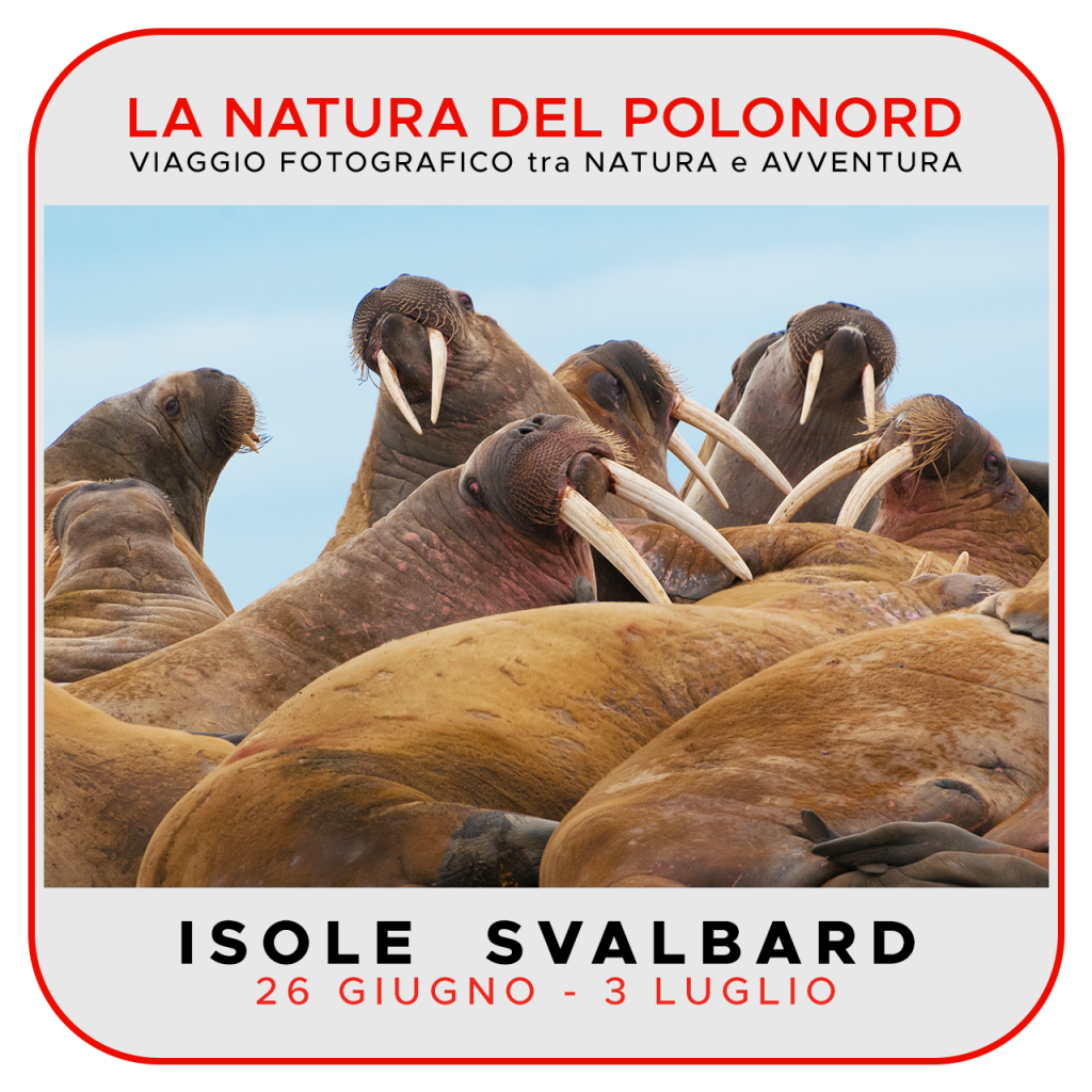 Viaggi di Gruppo  Svalbard22_NATURA_Locandina_04-1024x1024 [COMPLETO] 26 Giugno-3 Luglio 2022. La Natura del Polo Nord (Norvegia)
