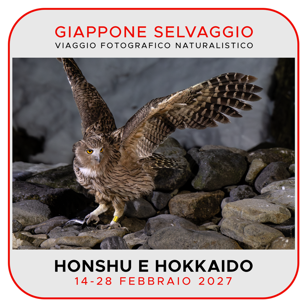 Viaggi di Gruppo Jap2027_QQ_01GGcc-1-1024x1024 14-28 FEBBRAIO 2027: GIAPPONE SELVAGGIO