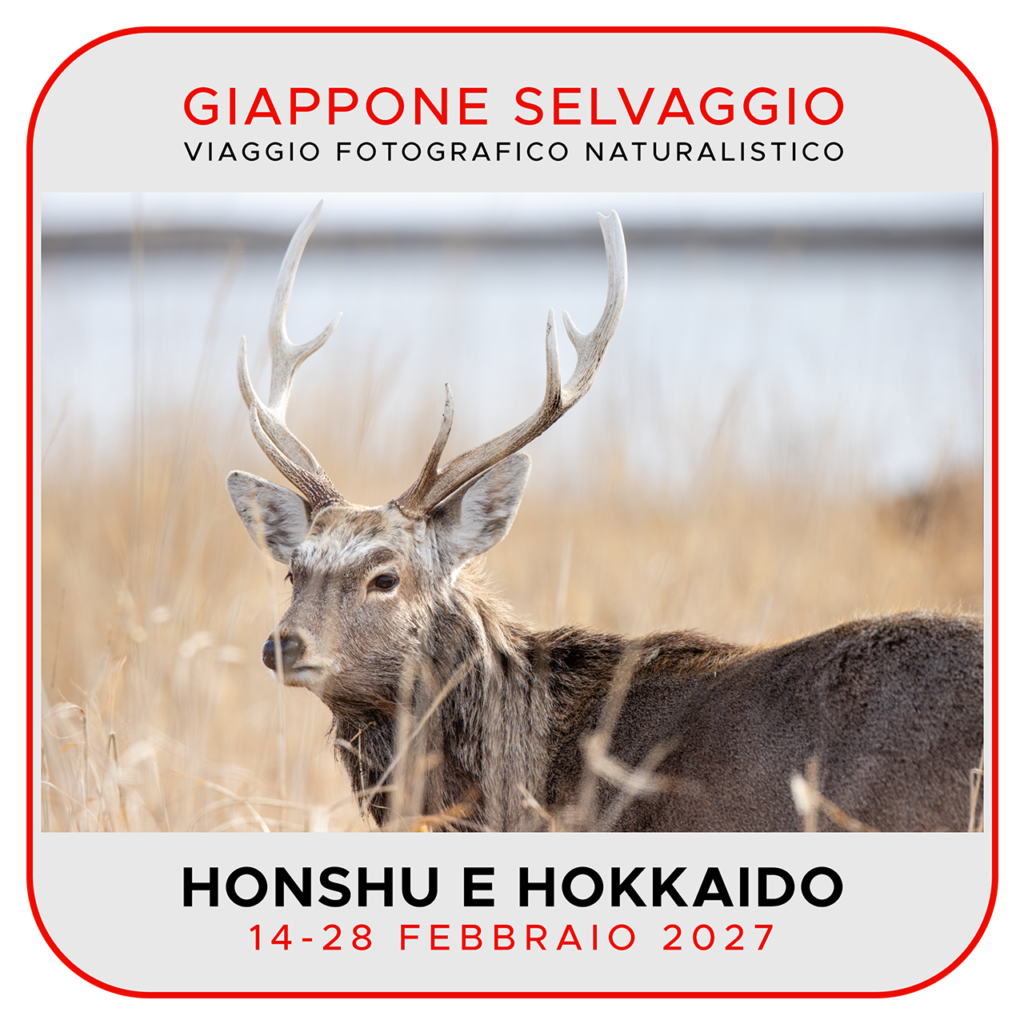 Viaggi di Gruppo Jap2027_QQ_01GGdd-1-1024x1024 14-28 FEBBRAIO 2027: GIAPPONE SELVAGGIO