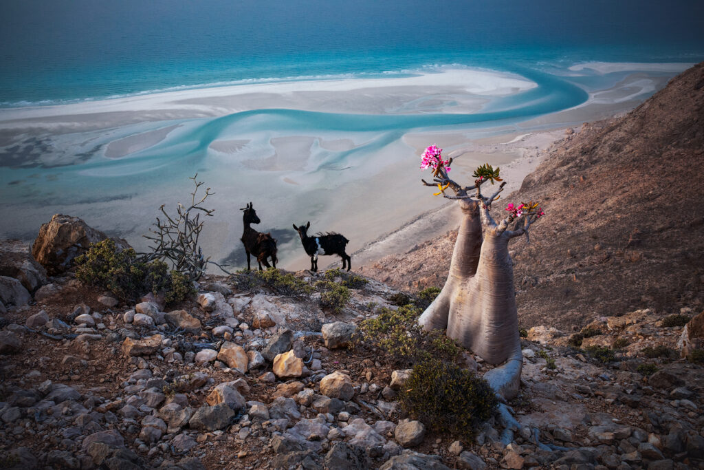 Viaggi di Gruppo APSocotra-1024x683 3-12 Marzo 2027: Socotra, l'isola della biodiversità