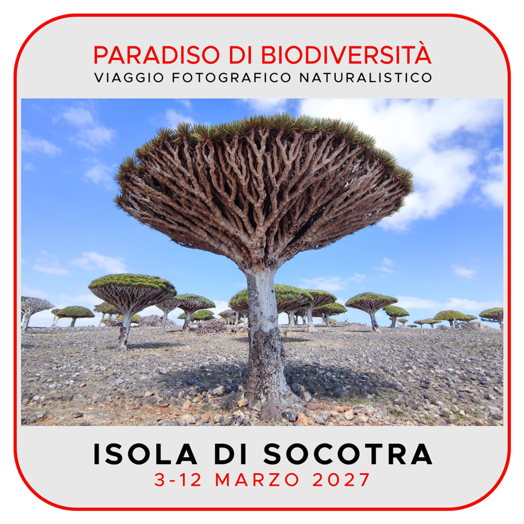 Viaggi di Gruppo Socotra2027_QQ_01GG-1024x1024 3-12 Marzo 2027: Socotra, l'isola della biodiversità